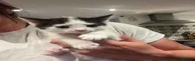 Mixed Breed Kitten 1
