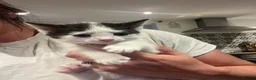 Mixed Breed cats for sale: Beautiful Kittens  - Advert 5