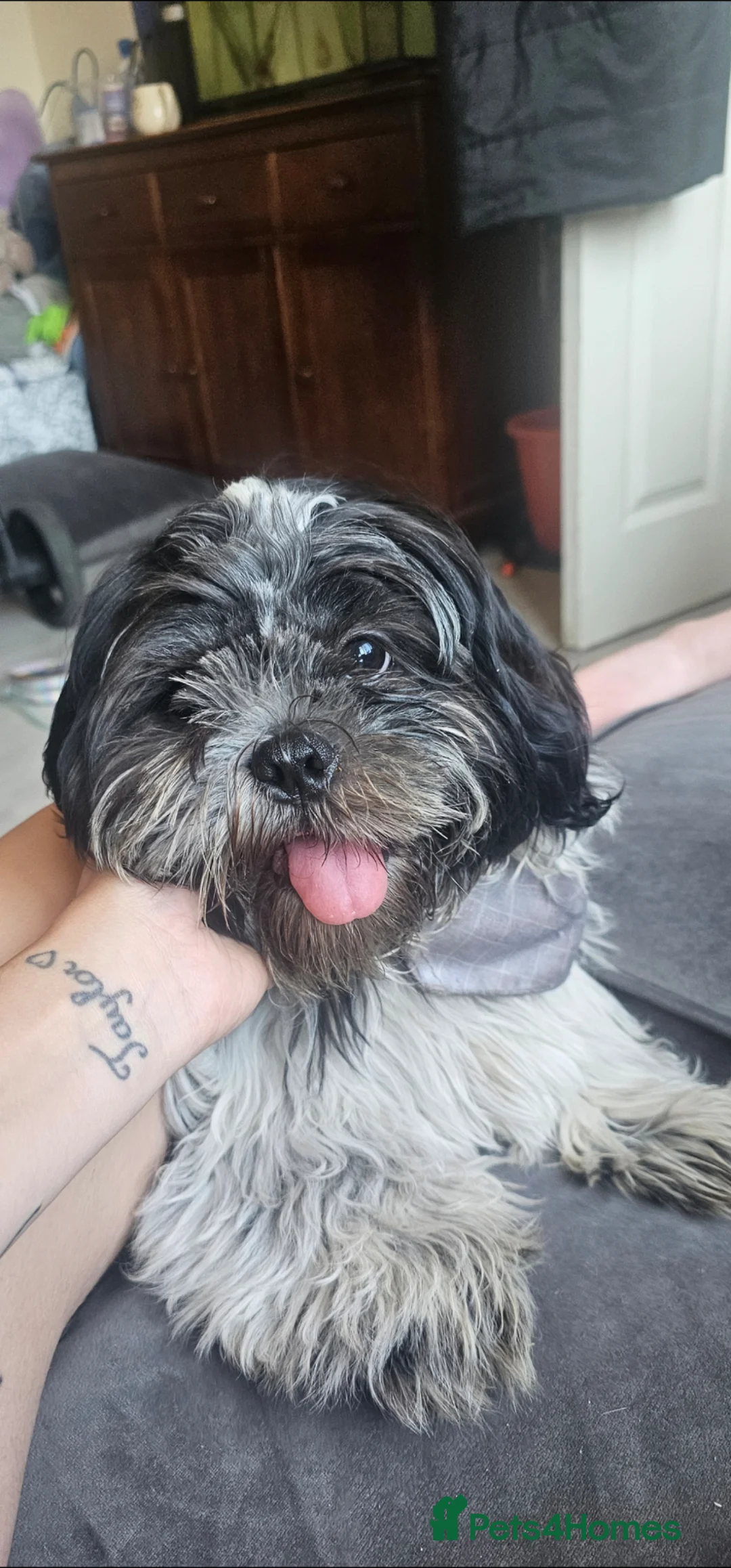 Shih Tzu dogs for sale: Male dog - Advert 1