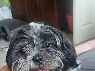 Shih Tzu dogs Male dog - Advert 2