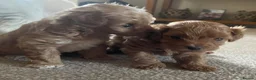 Maltipoo dogs for sale: 3 Stunning male  multipoo puppies in Chatteris - Advert 24