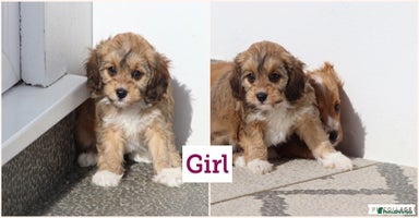 Cavapoo dogs - Advert 2