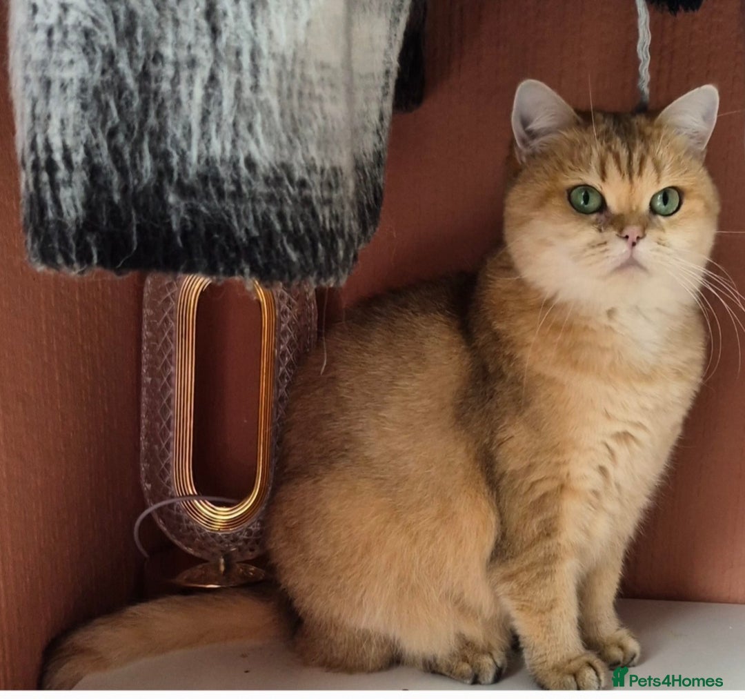 British Shorthair cats for sale: Exceptional BSH& BLH blue golden shaded Ny11 💖 - Advert 17