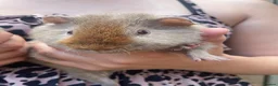 Guinea Pig rodents for sale: Guinea pigs ready now  - Advert 2