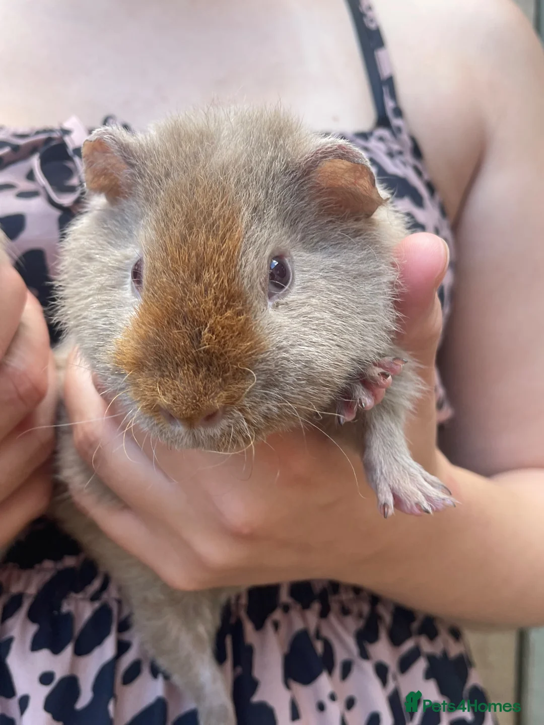 Guinea Pig rodents for sale: Guinea pigs ready now  - Advert 2