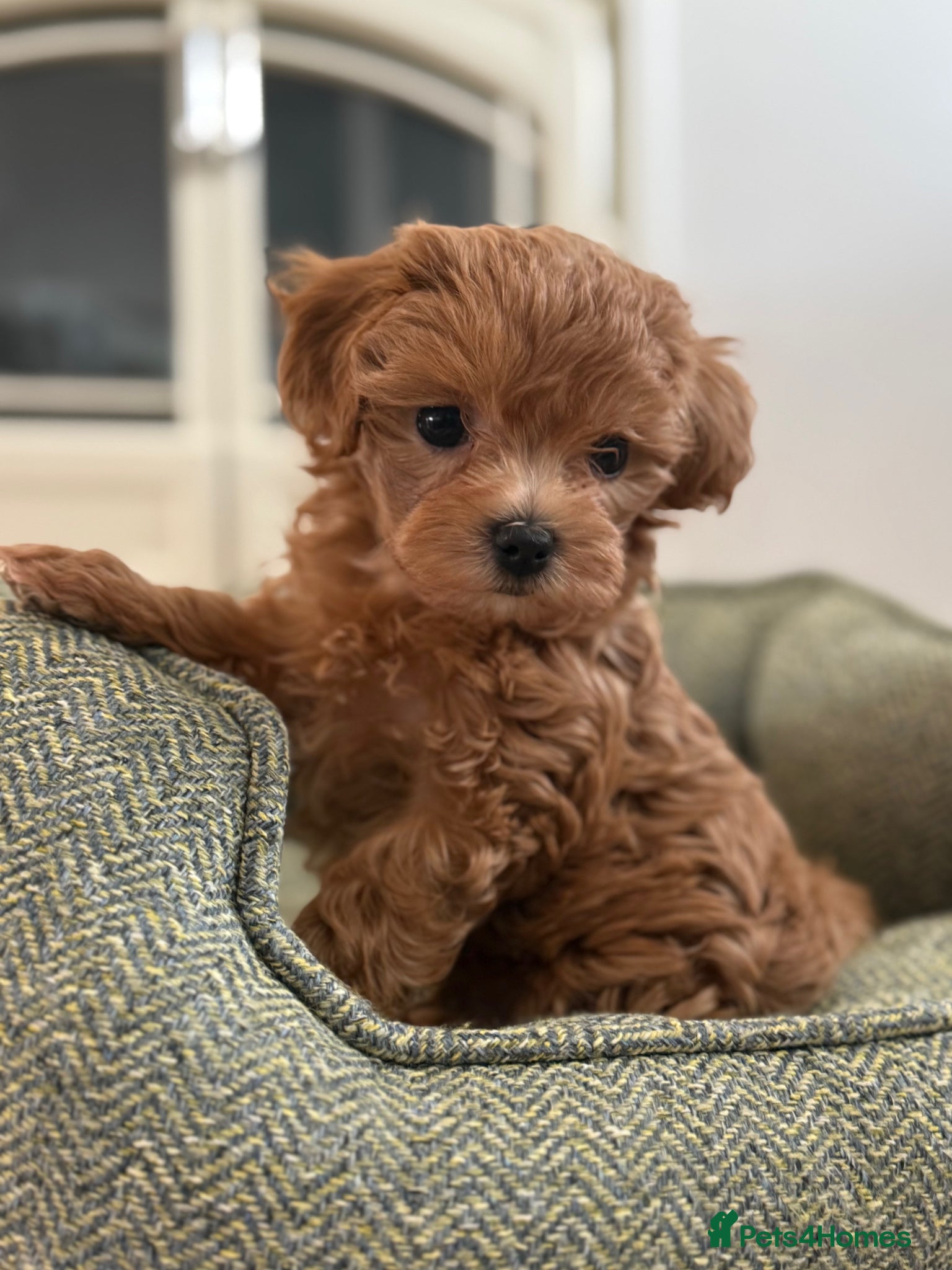 Maltipoo dogs Maltipoo f1 Maltese mum x Asian poodle dad - Advert 2