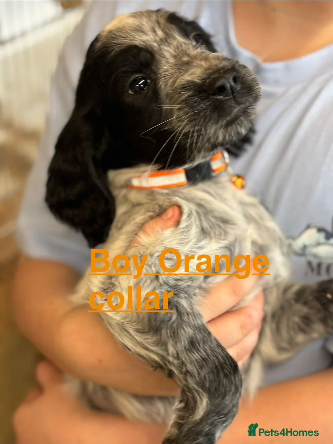 Cocker Spaniel dogs for sale: Cocker Spaniel puppies  - Advert 2