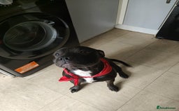 Staffordshire Bull Terrier dogs for stud: Dodger for stud! - Image 7