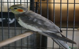 Cockatiels birds for sale: Young Cockatiels - Image 2