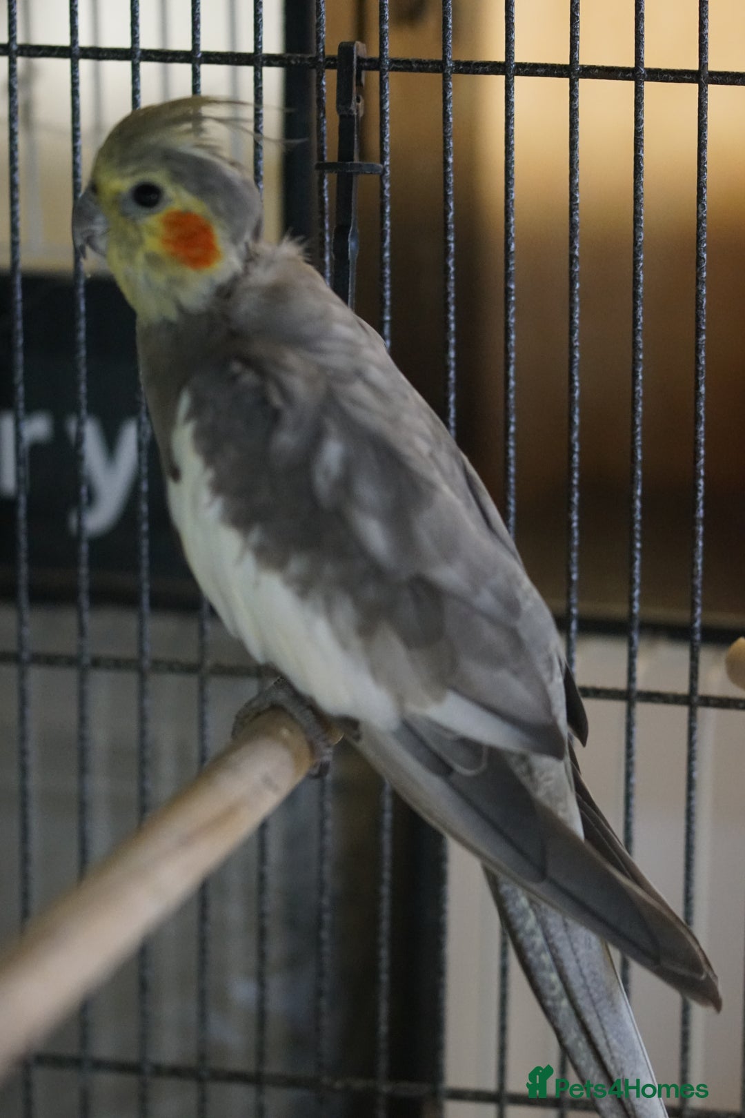 Cockatiels birds for sale: Young Cockatiels - Image 2