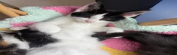 Mixed Breed cats for sale: Stunning cuddly kittens for forever homes - Advert 8