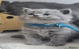 British Shorthair cats for sale: High Quality British Short Haired Kittens - Image 2