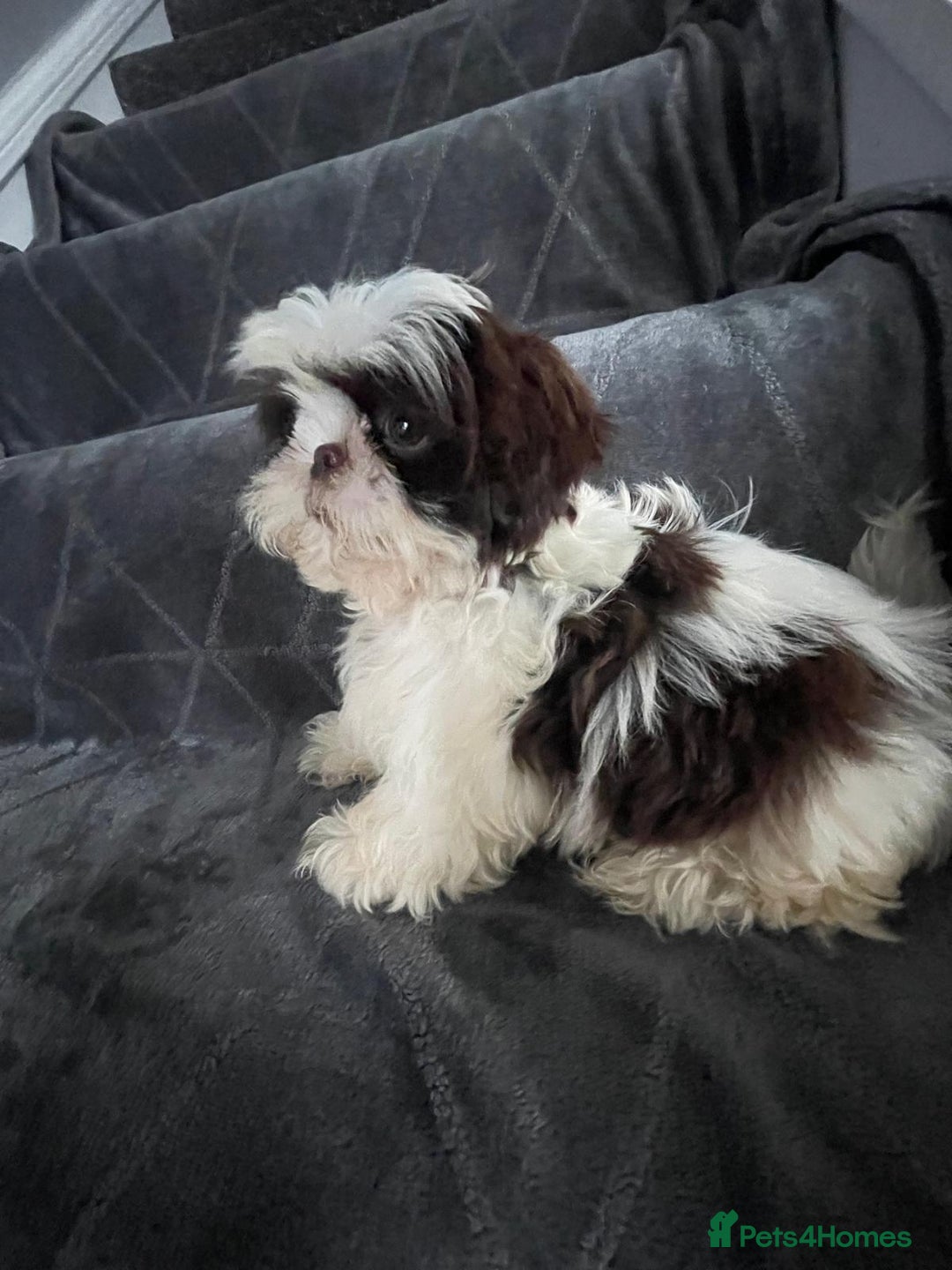 Shih Tzu dogs for sale: Imperial shih tzu pups  - Image 24