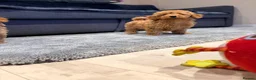 Maltipoo dogs for sale: Beautiful happy health tested,Maltipoo fur babies  - Advert 3