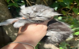 Maine Coon cats for sale: Maine coon kittens  - Image 5
