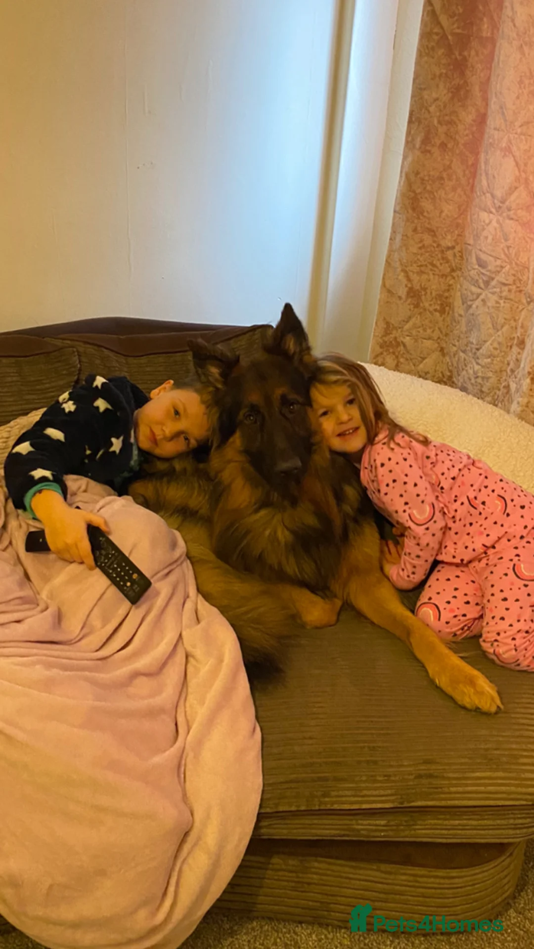 German Shepherd dogs for stud: Fantastic KC full breed stud in Rochdale - Advert 6