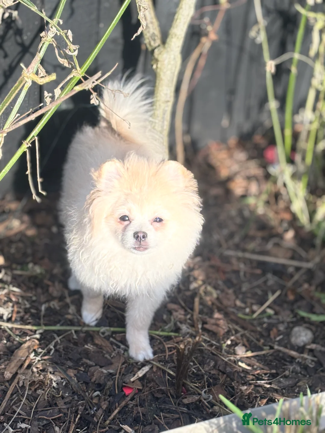 Pomeranian dogs for sale: 2 handsome boys looking for a loving home  - Advert 6