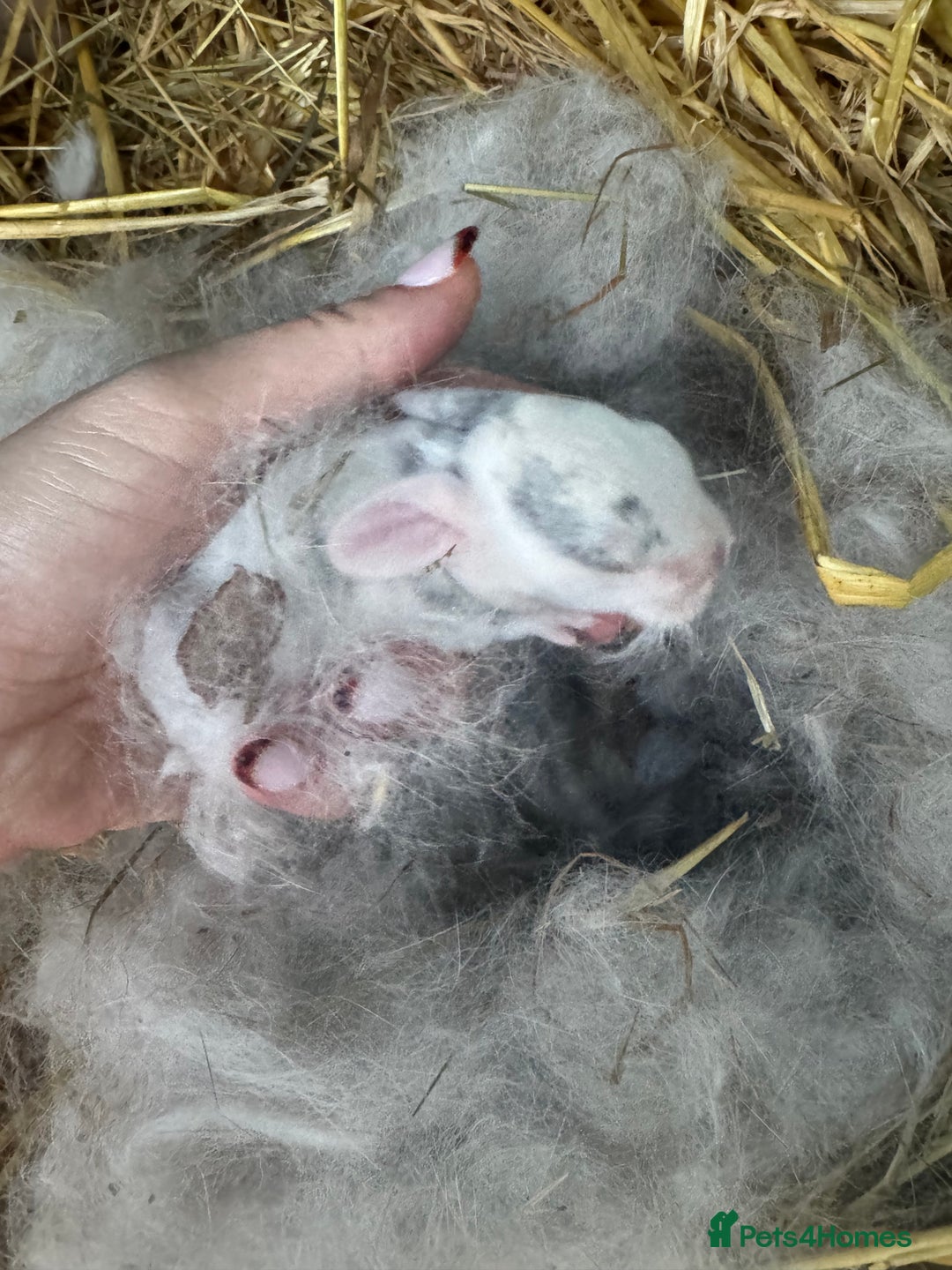 Mini Lop rabbits for sale: ✨ Beautiful Lops ✨  - Advert 19