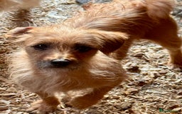 Mixed Breed dogs for sale: 2 beautiful girls ready to go Chihuahua X terrier - Image 7