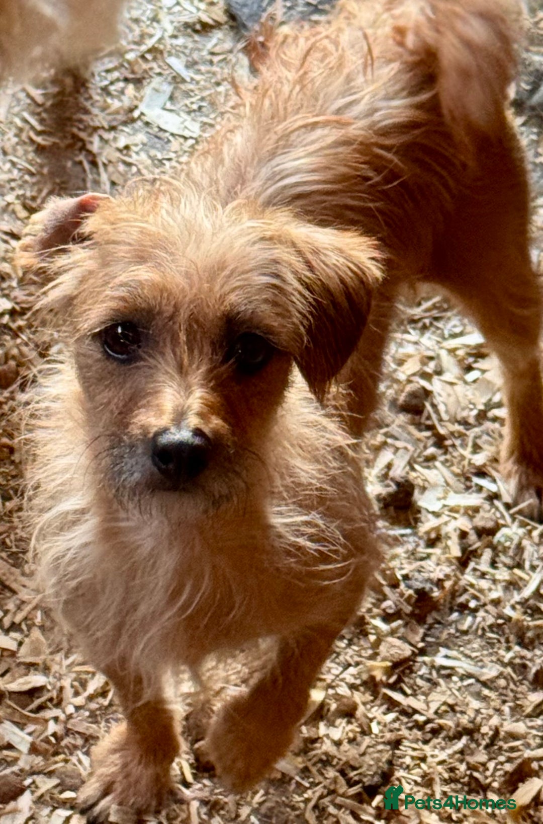 Mixed Breed dogs for sale: 2 beautiful girls ready to go Chihuahua X terrier - Image 7