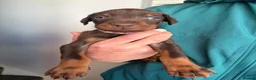 Dobermann dogs for sale: European Doberman puppies  in Birmingham - Advert 5