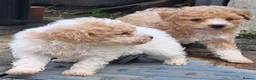 Poochon dogs for sale: F2 poochon boys  in Ammanford - Advert 2