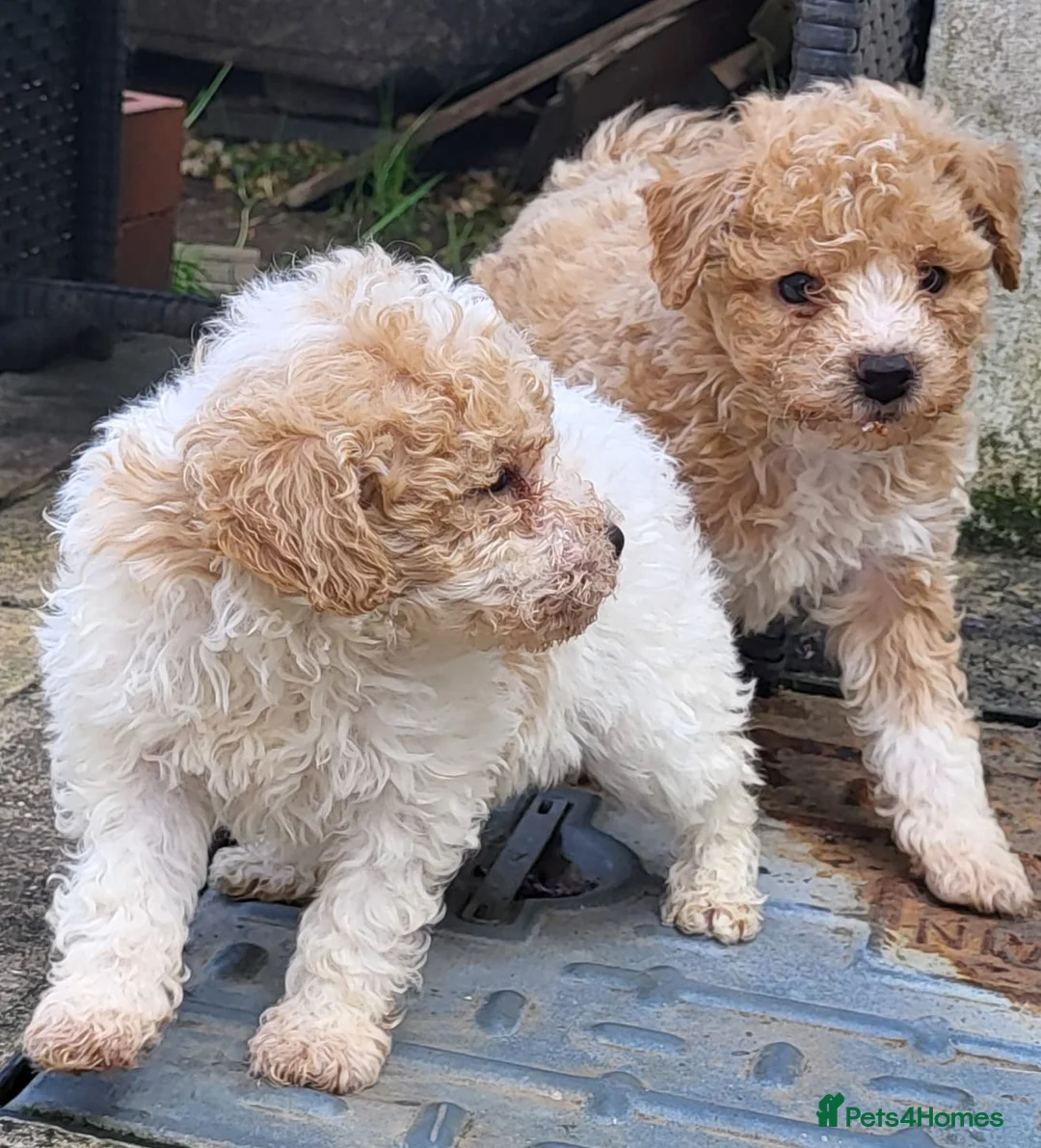 Poochon dogs for sale: F2 poochon boys  in Ammanford - Advert 2