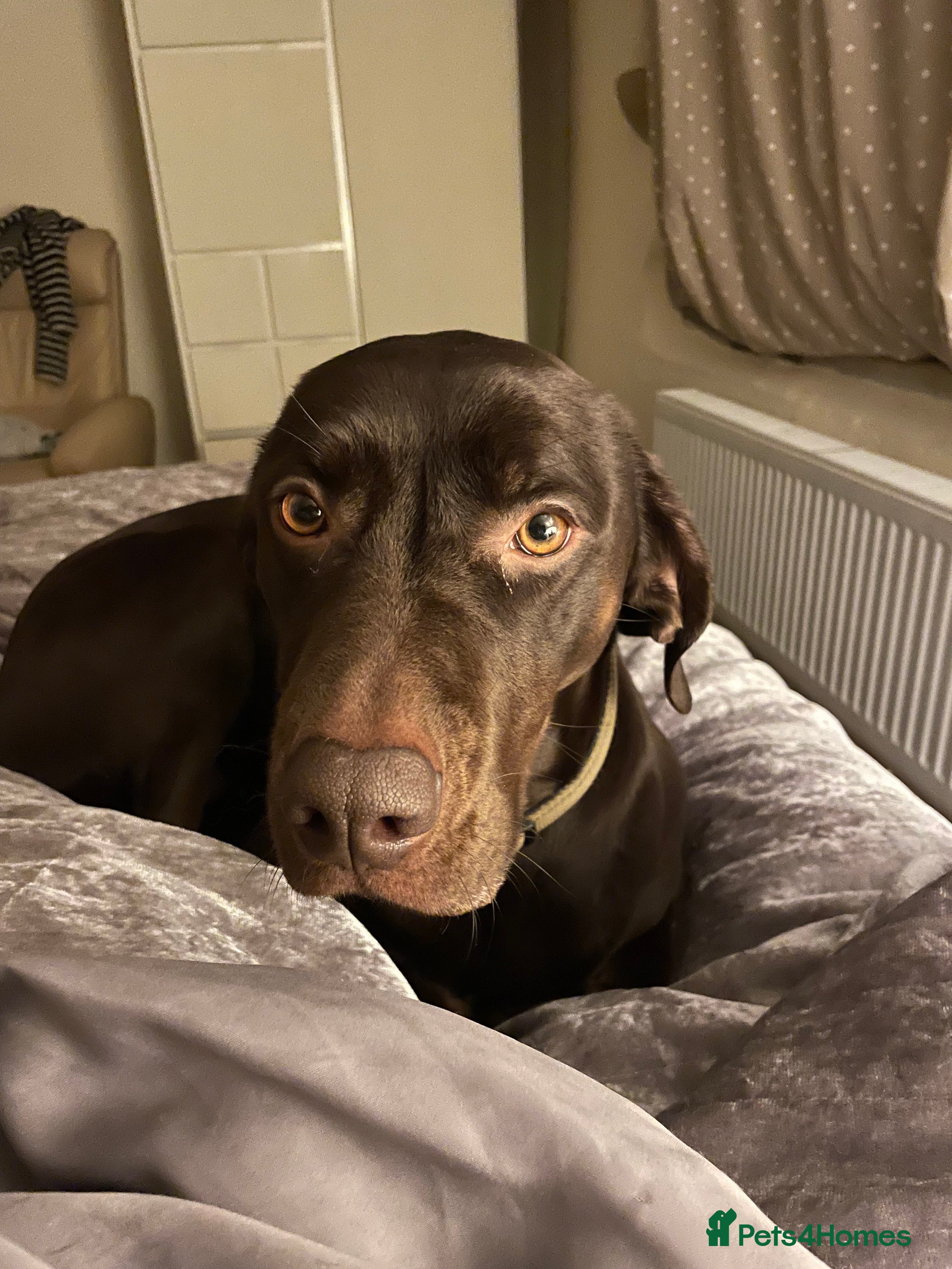 Mixed Breed dogs Beautiful Vizslador Needing a New Home   - Advert 3