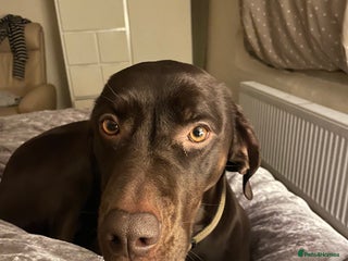 Mixed Breed dogs Beautiful Vizslador Needing a New Home - Advert 1