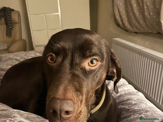 Mixed Breed dogs Beautiful Vizslador Needing a New Home - Advert 4