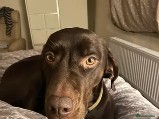 Mixed Breed dogs Beautiful Vizslador Needing a New Home - Advert 14