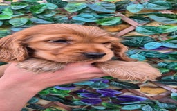 Cocker Spaniel dogs for sale: SUPERB SHOW TYPE COCKER SPANIEL PUPPIES  - Image 5