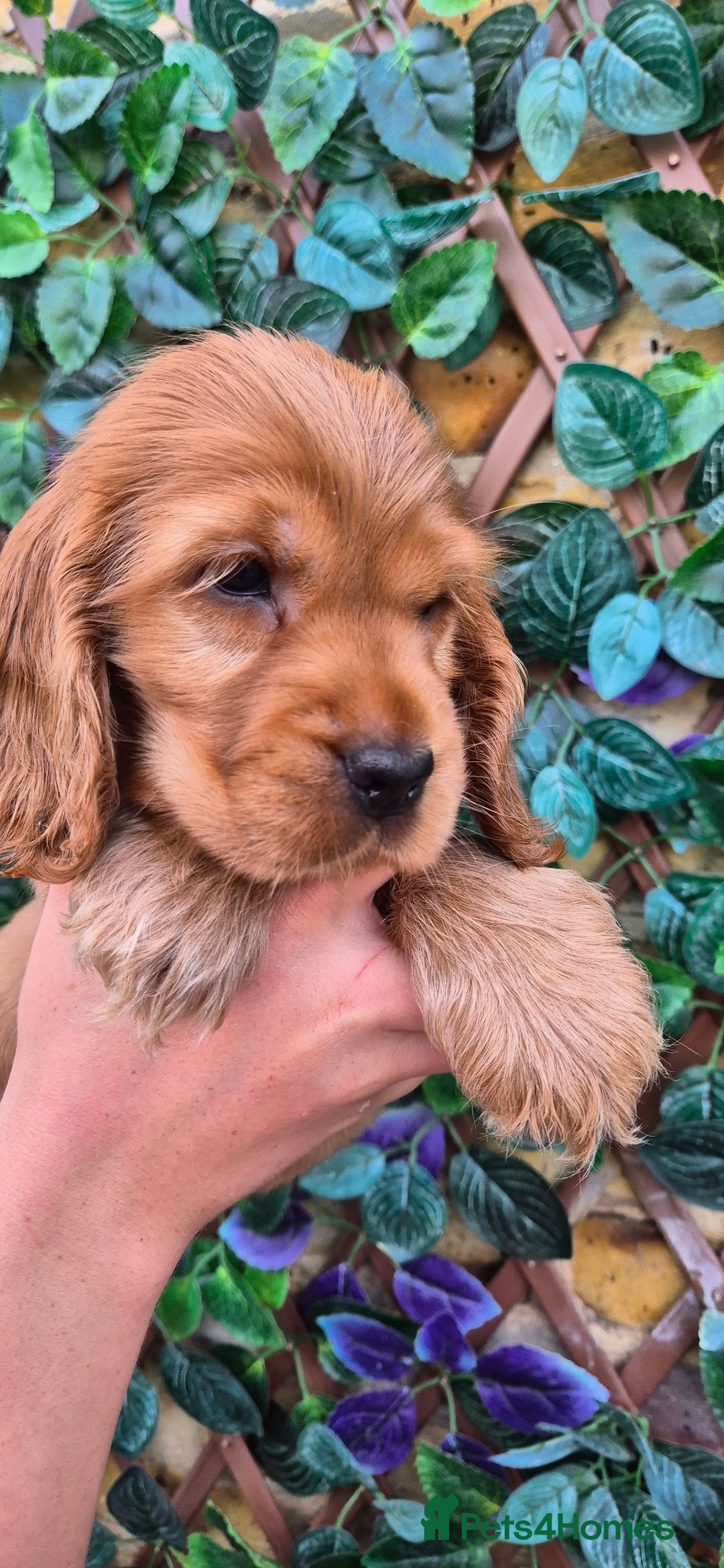 Cocker Spaniel dogs for sale: SUPERB SHOW TYPE COCKER SPANIEL PUPPIES  - Image 5
