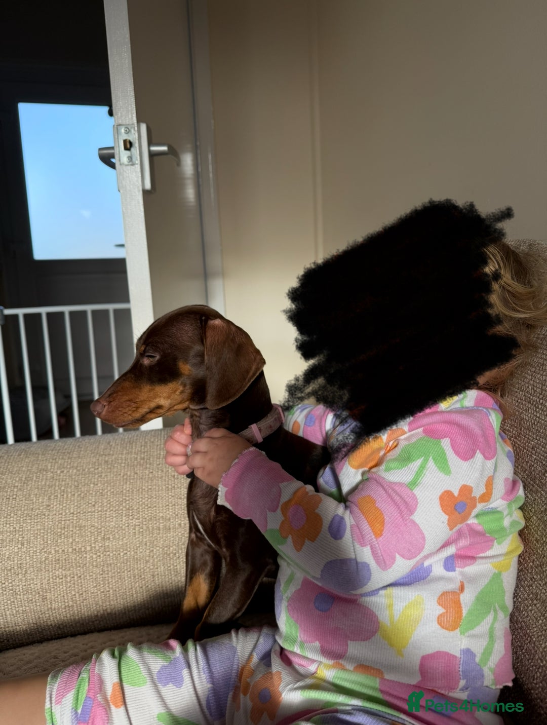 Mixed Breed dogs for sale: Chocolate Brown Dachshund Cross Jack Russell Puppy - Advert 3