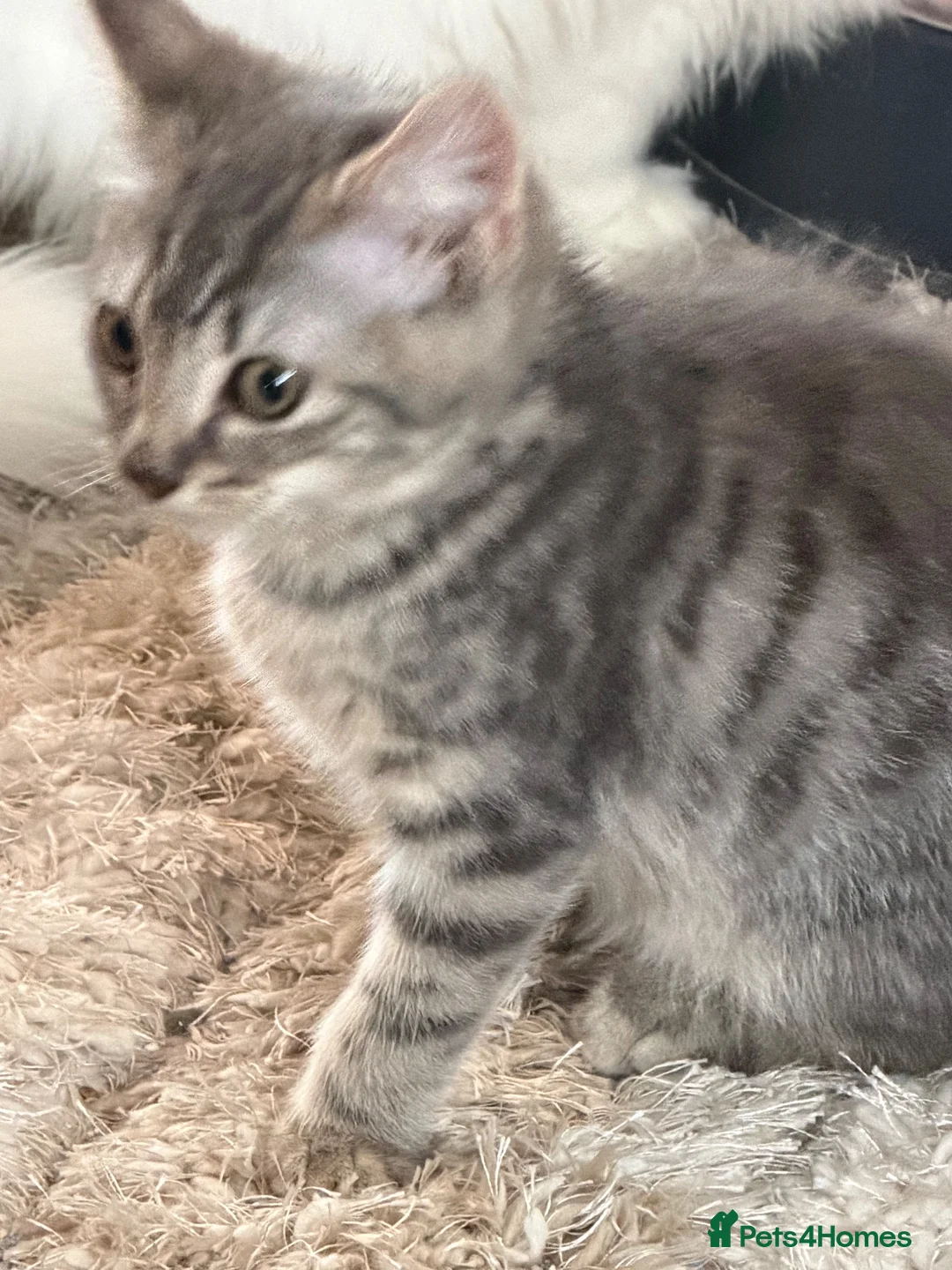 British Shorthair cats for sale: British short hair  - Advert 2