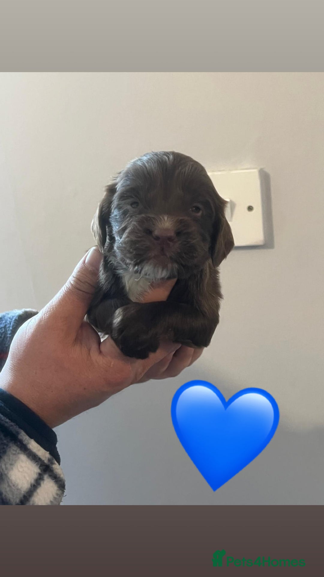 Sprocker dogs for sale: Sprocker spaniel puppies  - Advert 6