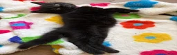 Mixed Breed cats for sale: Stunning fluffy black Girl  - Advert 4