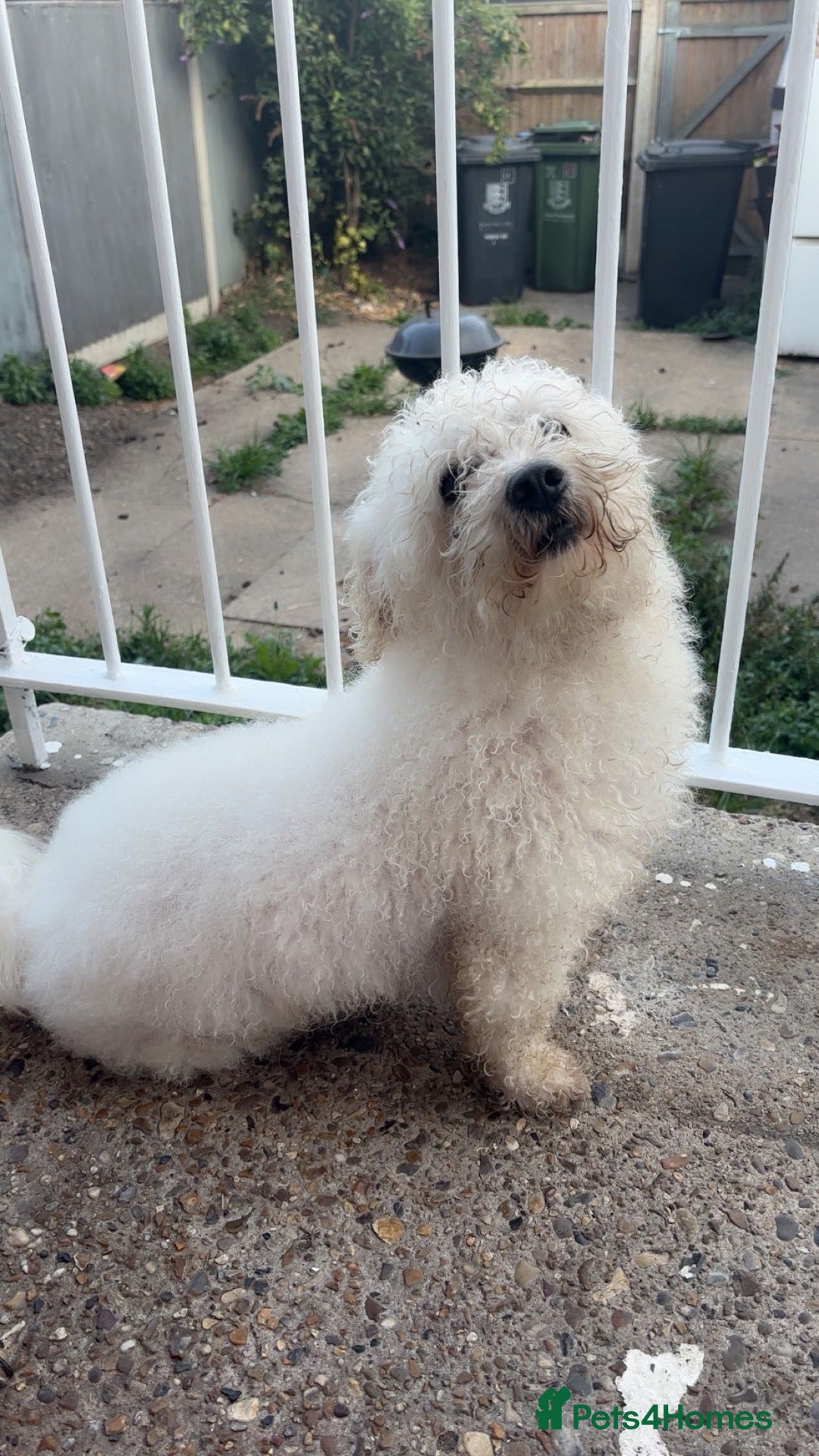 Bichon Frise dogs STUD Bailey  - Advert 12