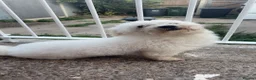 Bichon Frise dogs for stud: STUD Bailey  - Advert 1