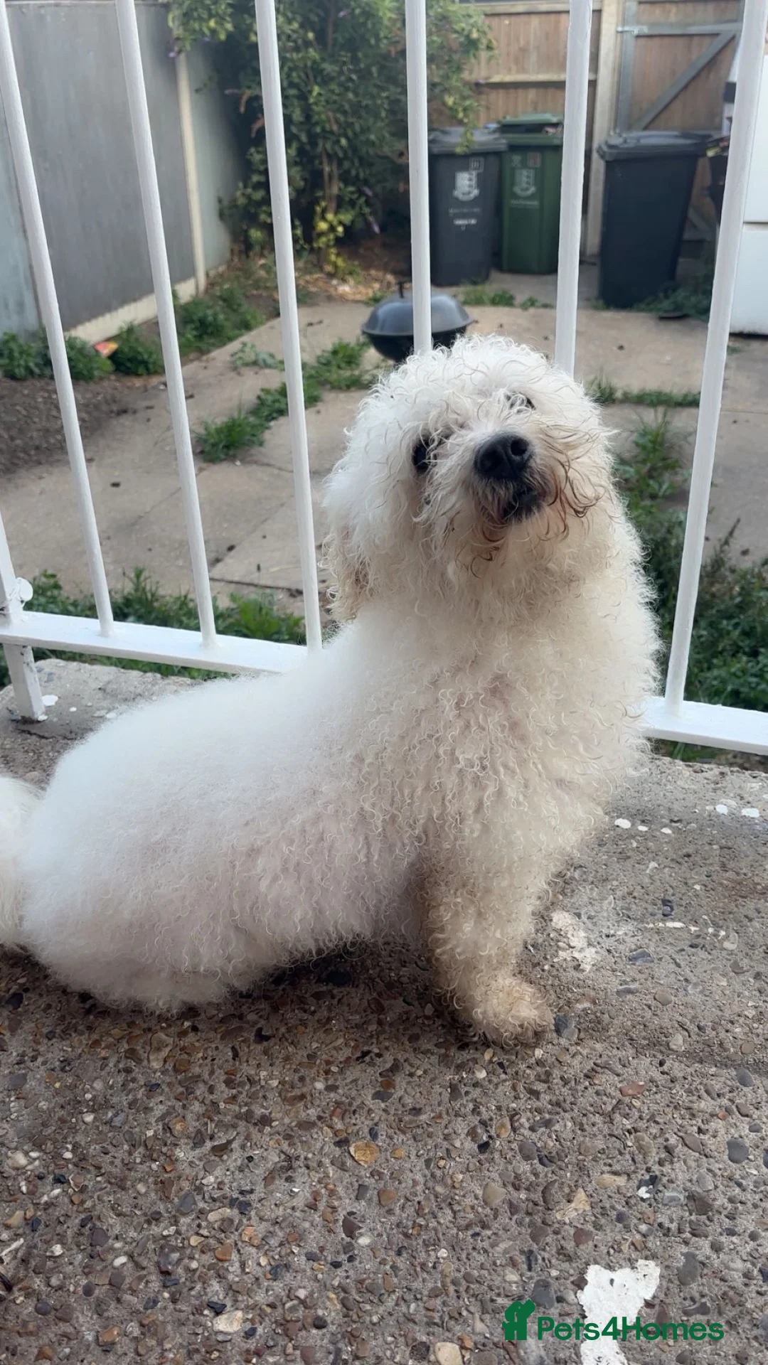 Bichon Frise dogs for stud: STUD Bailey  - Advert 1