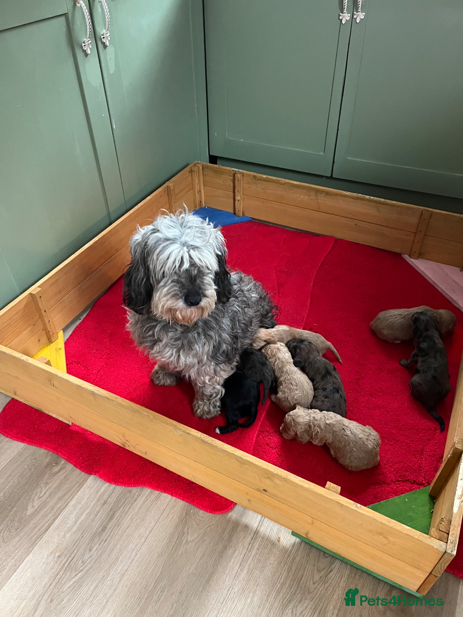 Cockapoo dogs Cockapoo puppies - Advert 1