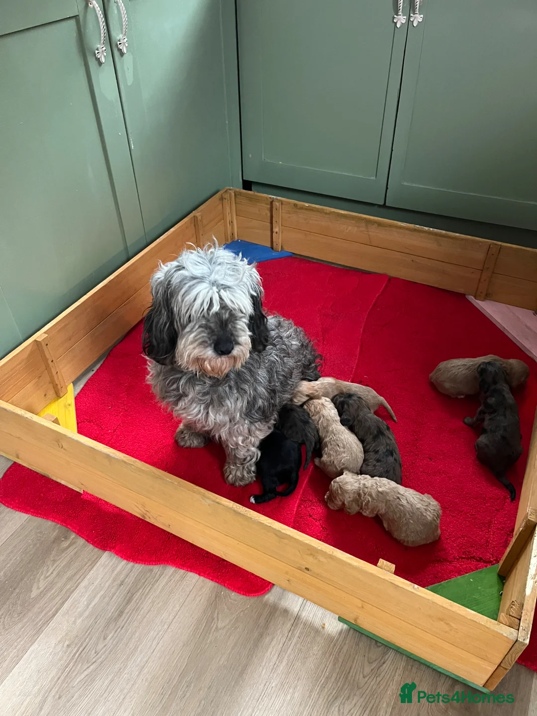 Cockapoo dogs for sale: Cockapoo puppies in Gravesend - Advert 1