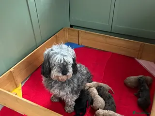 Cockapoo dogs Cockapoo puppies - Advert 1