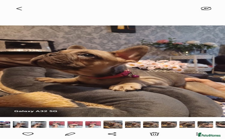 French Bulldog dogs - Advert 1