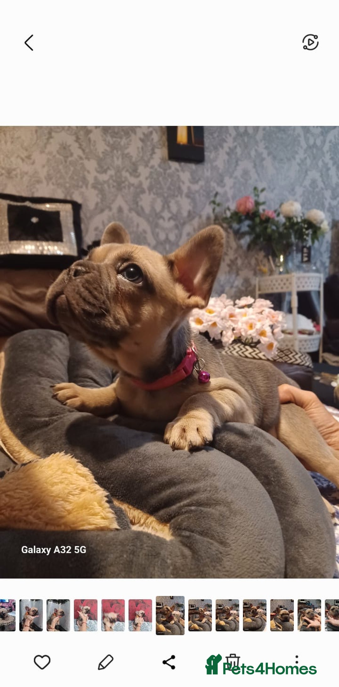 French Bulldog dogs for sale: French bulldog puppies - Image 1