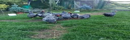 Chickens poultry for sale: Pair of Sliver Wyandotte Bantams in Northallerton - Advert 3