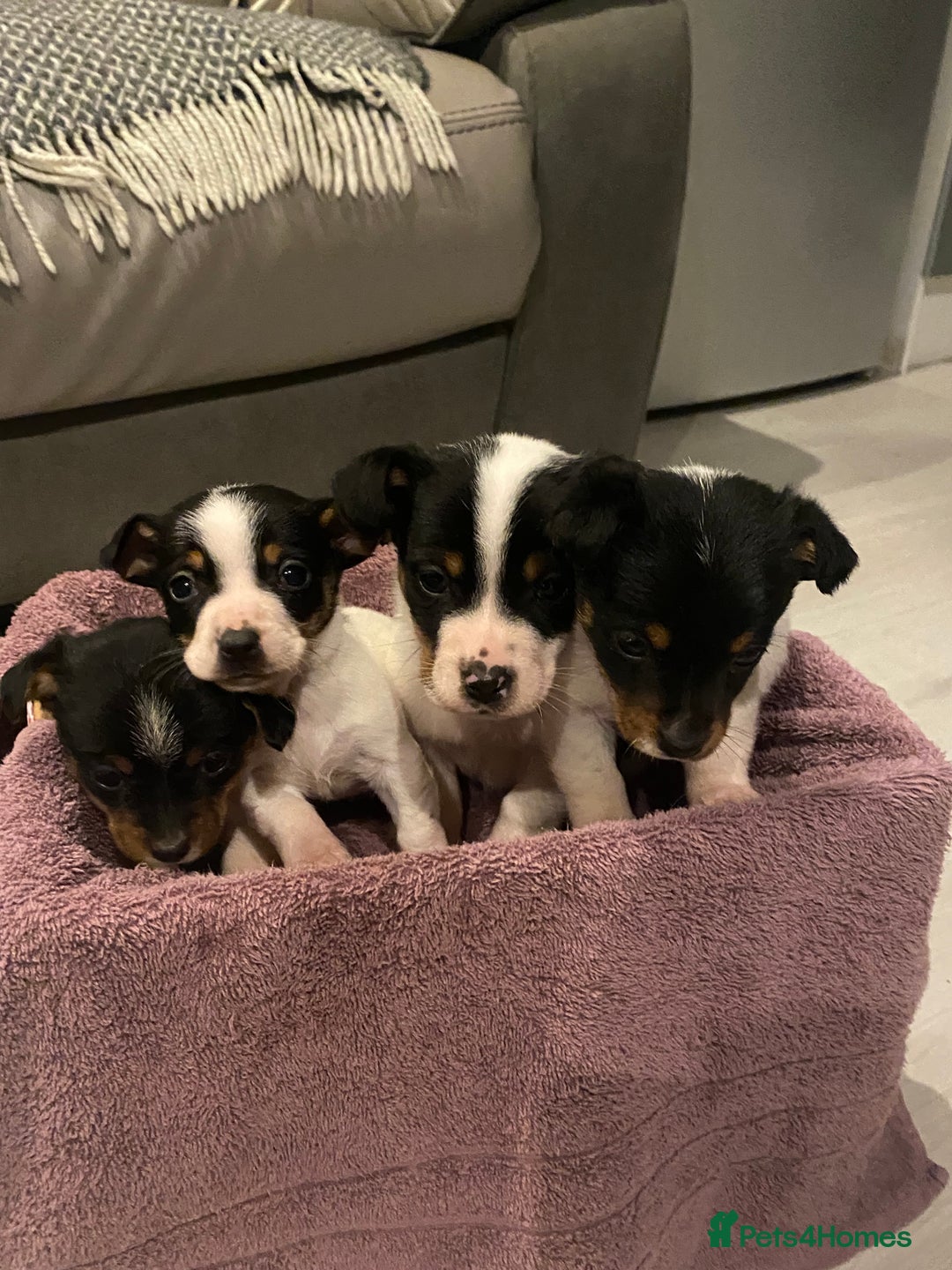 Jack Russell dogs for sale: My beautiful Jack Russell puppies available - Advert 4