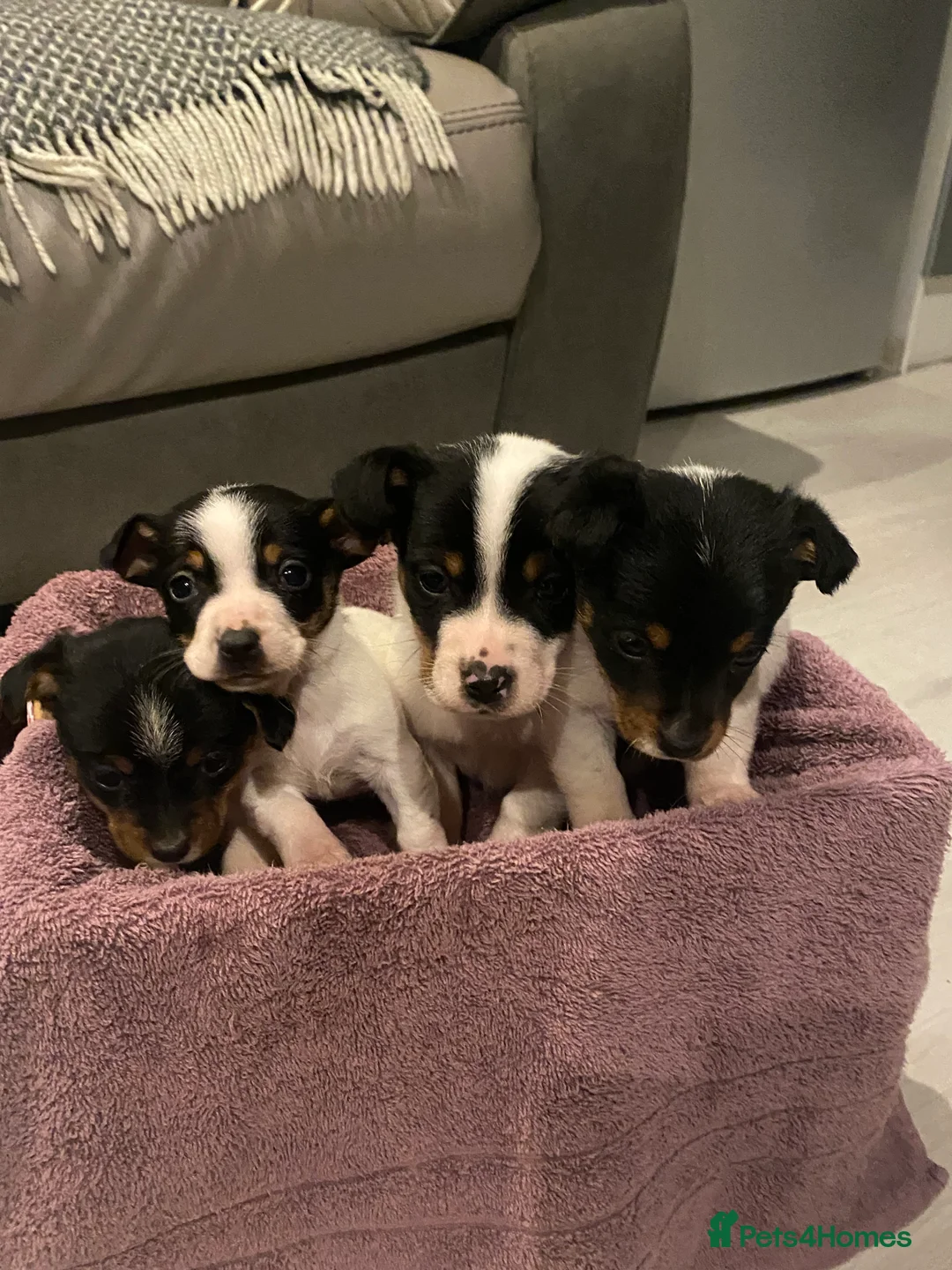 Jack Russell dogs for sale: My beautiful Jack Russell puppies available - Advert 4