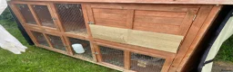 Dwarf Lop rabbits for sale: Carrot and Parnsip Dwarf Lop Rabbits - Advert 8
