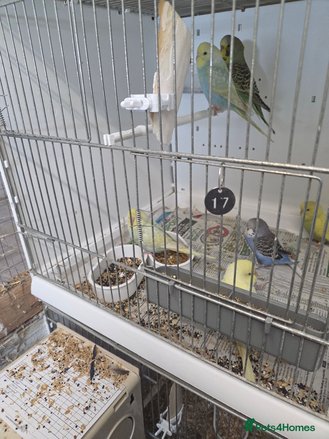 Budgerigars birds for sale: Budgies  - Advert 4